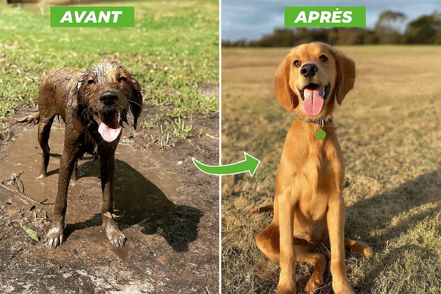 Jet pour animaux
