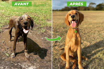 Jet pour animaux